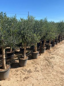 Olivenbaum - Olea Europaea - 25 Jahre alter Baum