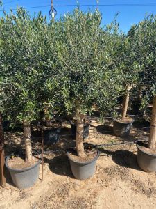 Olivenbaum - Olea Europaea - 25 Jahre alter Baum