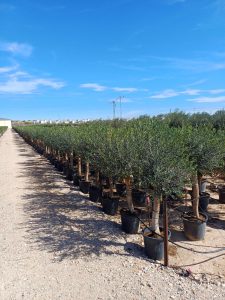 Olivenbaum - Olea Europaea - 25 Jahre alter Baum