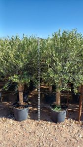 Olivenbaum - Olea Europaea - 25 Jahre alter Baum