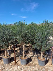 Olivenbaum - Olea Europaea - 25 Jahre alter Baum