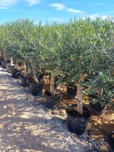 Olivenbaum - Olea Europaea - 25 Jahre alter Baum