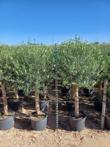 Olivenbaum - Olea Europaea - 25 Jahre alter Baum