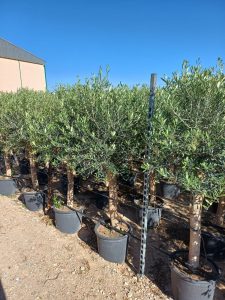 Olivenbaum - Olea Europaea - 25 Jahre alter Baum