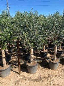 Olivenbaum - Olea Europaea - 25 Jahre alter Baum