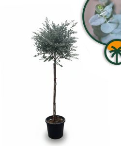 Eukalyptus Azura Gunni als Stammbaum – Höhe 160 cm