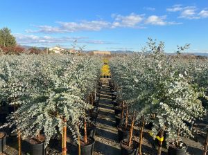 Eukalyptus Azura Gunni als Stammbaum – Höhe 160 cm