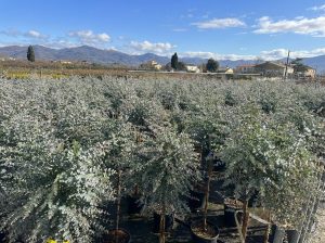 Eukalyptus Azura Gunni als Stammbaum – Höhe 160 cm