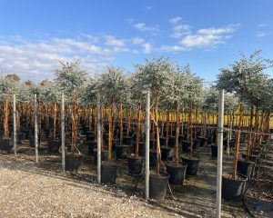 Eukalyptus Azura Gunni als Stammbaum – Höhe 160 cm