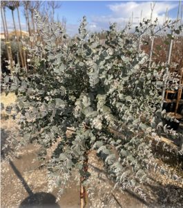 Eukalyptus Azura Gunni als Stammbaum – Höhe 160 cm