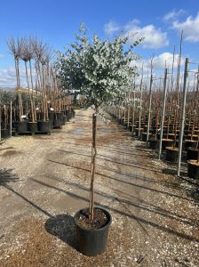 Eukalyptus Azura Gunni als Stammbaum – Höhe 160 cm