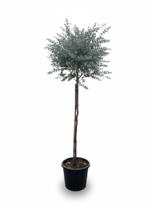 Eukalyptus Azura Gunni als Stammbaum – Höhe 160 cm