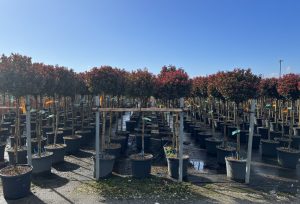 Photinia Fraseri Chico auf Stamm – 150 cm – 25L – Winterhart - Glanzmispel