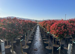 Photinia Fraseri Chico auf Stamm – 150 cm – 25L – Winterhart - Glanzmispel