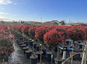 Photinia Fraseri Chico auf Stamm – 150 cm – 25L – Winterhart - Glanzmispel