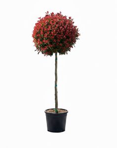Photinia Fraseri Chico auf Stamm – 150 cm – 25L – Winterhart - Glanzmispel