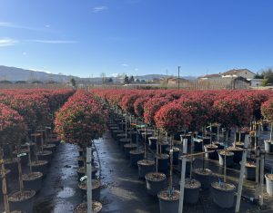 Photinia Fraseri Chico auf Stamm – 120 cm – 18L – Winterhart - Glanzmispel