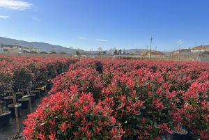 Photinia Fraseri Chico auf Stamm – 120 cm – 18L – Winterhart - Glanzmispel