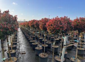 Photinia Fraseri Chico auf Stamm – 120 cm – 18L – Winterhart - Glanzmispel
