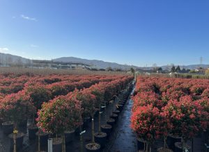 Photinia Fraseri Chico auf Stamm – 120 cm – 18L – Winterhart - Glanzmispel