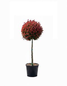 Photinia Fraseri Chico auf Stamm – 120 cm – 18L – Winterhart - Glanzmispel