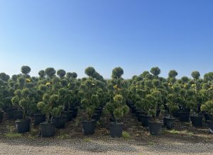 Cupressocyparis Leylandii Pom Pon – 150 cm – 18 l – winterhart