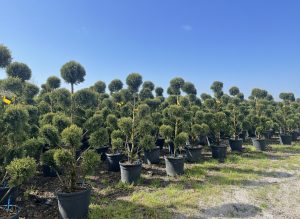 Cupressocyparis Leylandii Pom Pon – 150 cm – 18 l – winterhart