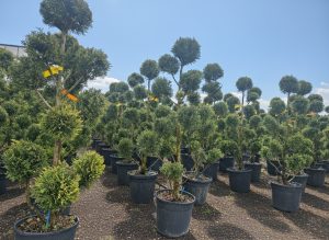 Cupressocyparis Leylandii Pom Pon – 150 cm – 18 l – winterhart