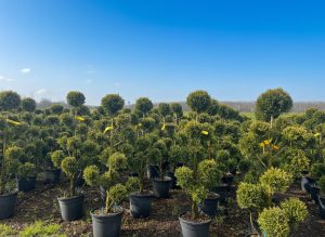 Cupressocyparis Leylandii Pom Pon – 150 cm – 18 l – winterhart