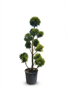 Cupressocyparis Leylandii Pom Pon – 150 cm – 18 l – winterhart