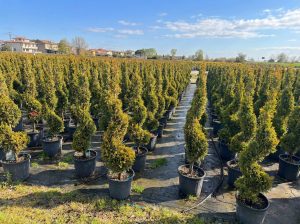 Cupressocyparis Leylandii Spiral – 150 cm – 18 l – winterhart