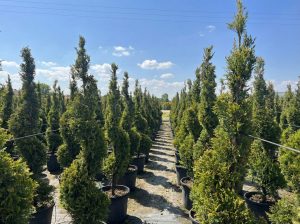 Cupressocyparis Leylandii Spiral – 150 cm – 18 l – winterhart