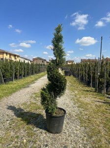 Cupressocyparis Leylandii Spiral – 150 cm – 18 l – winterhart