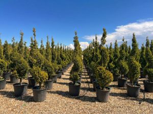 Cupressocyparis Leylandii Spiral – 150 cm – 18 l – winterhart