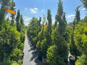 Cupressocyparis Leylandii Spiral – 150 cm – 18 l – winterhart