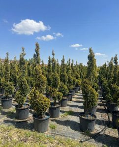 Cupressocyparis Leylandii Spiral – 150 cm – 18 l – winterhart