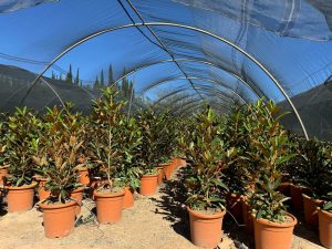 Magnolia grandiflora ‚Gallisoniensis‘ – Höhe 100 cm