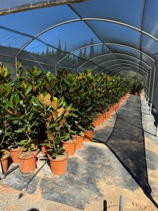 Magnolia grandiflora ‚Gallisoniensis‘ – Höhe 100 cm