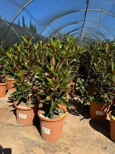 Magnolia grandiflora ‚Gallisoniensis‘ – Höhe 100 cm