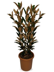 Magnolia grandiflora ‚Gallisoniensis‘ – Höhe 100 cm