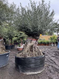 Olea Europea - Olivenbaum Bonsai - 350 Jahre alter Baum