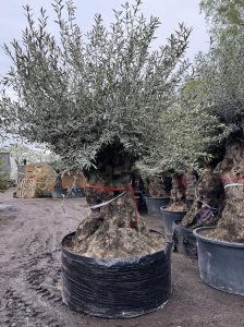 Olea Europea - Olivenbaum Bonsai - 350 Jahre alter Baum