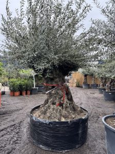 Olea Europea - Olivenbaum Bonsai - 350 Jahre alter Baum