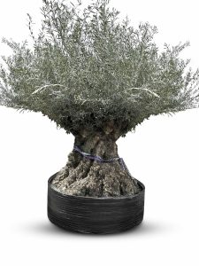 Olea Europea - Olivenbaum Bonsai - 350 Jahre alter Baum