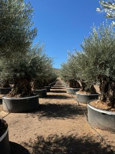 Olea Europea - Olivenbaum Bonsai - 350 Jahre alter Baum