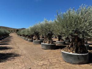 Olea Europea - Olivenbaum Bonsai - 350 Jahre alter Baum