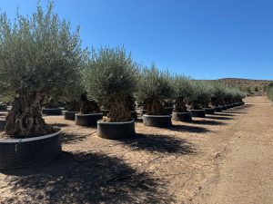 Olea Europea - Olivenbaum Bonsai - 350 Jahre alter Baum