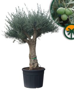 Olivenbaum - Verzweigte Olea Europaea - 60 Jahre alter Baum.