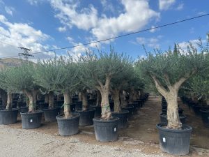 Olivenbaum - Verzweigte Olea Europaea - 60 Jahre alter Baum.