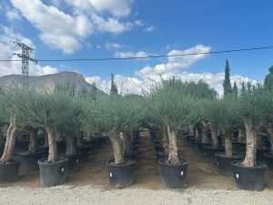 Olivenbaum - Verzweigte Olea Europaea - 60 Jahre alter Baum.
